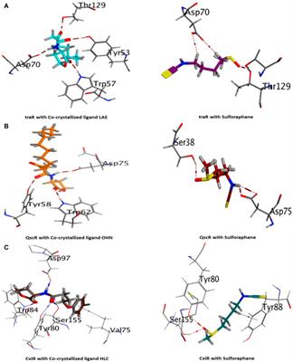 Investigating Sulforaphane’s anti-virulence and anti-quorum sensing properties against Pseudomonas aeruginosa